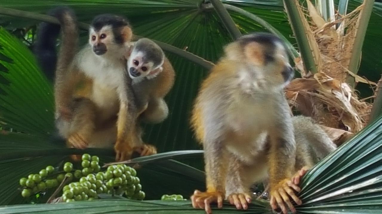 La Posada Jungle Hotel Nationalpark Nationalpark Manuel Antonio Exterior foto